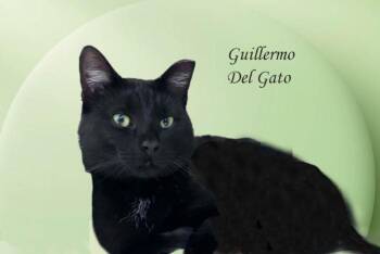 Guillermo Del Gato 1224 AVO -  Domestic Short Hair Cat for Adoption - Guillermo Del Gato 1224 AVO | PetCurious