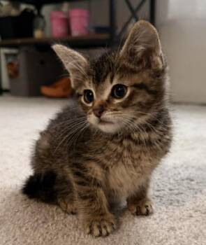 BOB -  Domestic Short Hair Cat for Adoption in Colorado Springs, Colorado - BOB | PetCurious