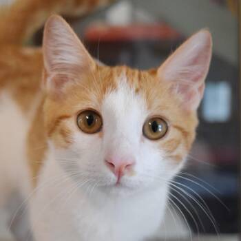 Teegan -  Domestic Short Hair Cat for Adoption in Bulverde, Texas - Teegan | PetCurious
