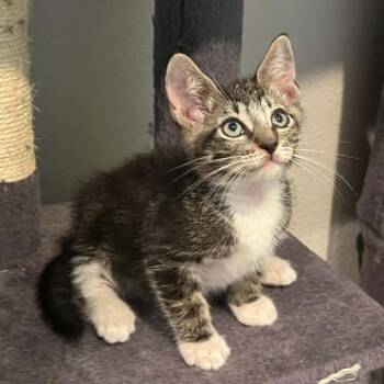 Parcel 26-05-105 -  Domestic Short Hair Cat for Adoption in Bastrop, Texas - Parcel 26-05-105 | PetCurious