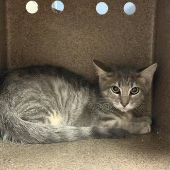 SNICKERS -  Domestic Short Hair Cat for Adoption in Buchanan Dam, Texas - SNICKERS | PetCurious
