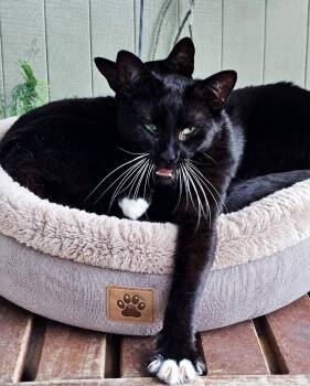 Zip & Zulu -  Domestic Short Hair Cat for Adoption in Jacksonville, Florida - Zip & Zulu | PetCurious