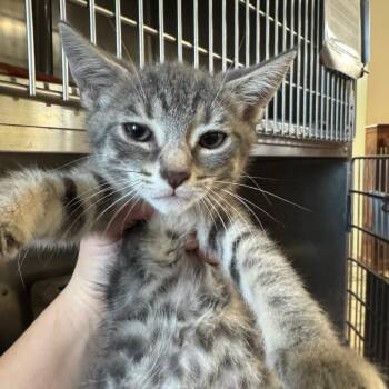 Mitzi -  Domestic Short Hair Cat for Adoption in Pekin, Illinois - Mitzi | PetCurious