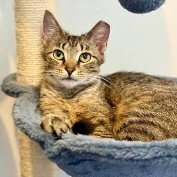 Domestic Short Hair Cats Available for Adoption in Medina, Ohio - Franki | PetCurious