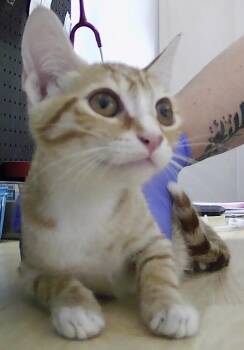 Boston -  Domestic Short Hair Cat for Adoption in Dayton, Minnesota - Boston | PetCurious