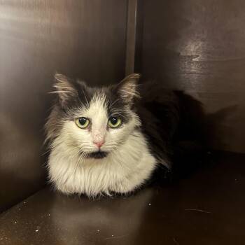 Domestic Medium Hair Cats Available for Adoption in Columbia, South Carolina - Scary Movie | PetCurious