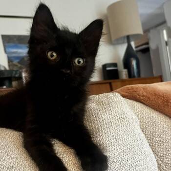 Fluffy -  Domestic Medium Hair Cat for Adoption in Columbia, Missouri - Fluffy | PetCurious