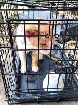 SHADE -  Domestic Short Hair Cat for Adoption in San Antonio, Texas - SHADE | PetCurious