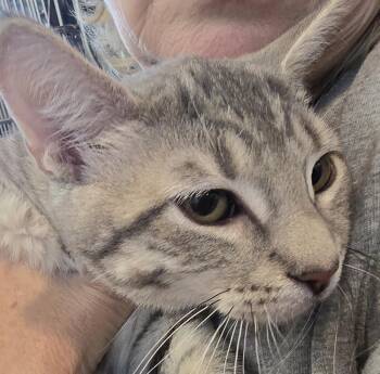 Sierra -  Domestic Short Hair Cat for Adoption in Southbury, Connecticut - Sierra | PetCurious