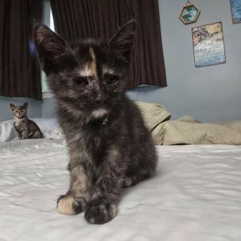 Ruffles -  Domestic Short Hair Cat for Adoption - Ruffles | PetCurious