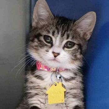 Domestic Short Hair Cats Available for Adoption in Port Washington, New York - Jane | PetCurious
