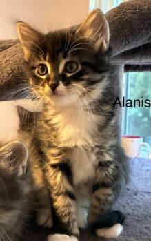 Alanis -  Domestic Short Hair Cat for Adoption in Shelton, Washington - Alanis | PetCurious