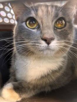 Domestic Short Hair Cats Available for Adoption in West Chester, Pennsylvania - Esther | PetCurious