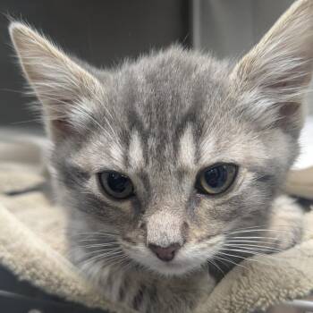 Jack -  Domestic Medium Hair Cat for Adoption in Medford, Oregon - Jack | PetCurious