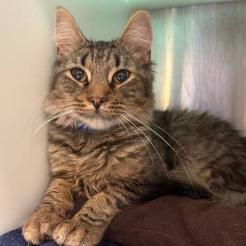 Domestic Short Hair Cats Available for Adoption in Fairport, New York - Naveen | PetCurious
