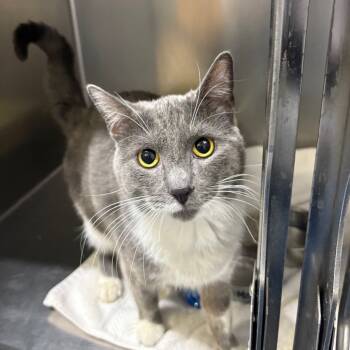 Rescue Domestic Short Hair Cats for Adoption in Springfield, Illinois - Hercules | PetCurious