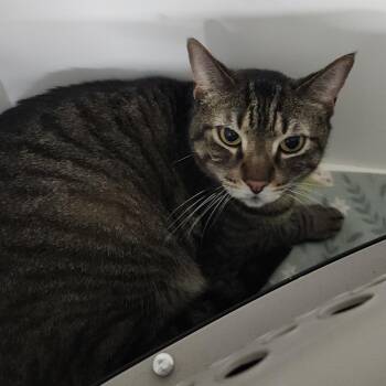 Domestic Short Hair Cats Available for Adoption - Draco | PetCurious