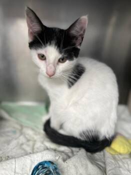 Rescue Domestic Short Hair Cats for Adoption in Bloomingdale, New Jersey - Ginger Snap | PetCurious