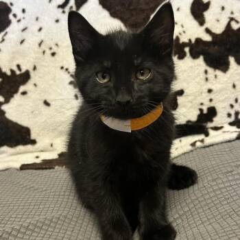 Corbin -  Domestic Short Hair Cat for Adoption in Buffalo, Minnesota - Corbin | PetCurious
