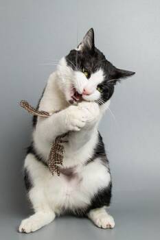 Domestic Short Hair Cats Available for Adoption - Coachella | PetCurious