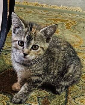 Domestic Short Hair Cats Available for Adoption in Lake Orion, Michigan - Mary Clair | PetCurious