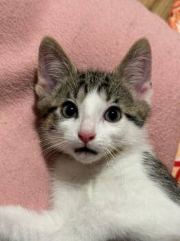 Domestic Short Hair Cats Available for Adoption in Sandy Springs, Georgia - Cran(berry) | PetCurious