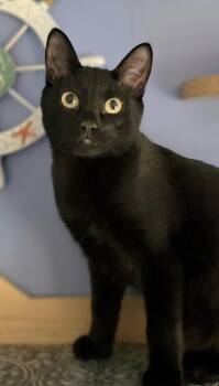 Hook -  Domestic Short Hair Cat for Adoption in Beaverton, Oregon - Hook | PetCurious