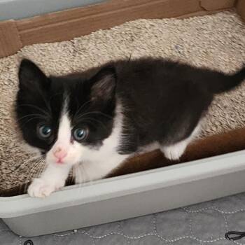 RITA -  Domestic Short Hair Cat Available for Adoption in Graham, Washington - RITA | PetCurious