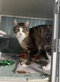 Domestic Short Hair Cats Available for Adoption in Hutchinson, Minnesota - Ox | PetCurious