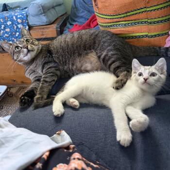 Spirit & Dao Jai -  Siamese and Tabby Cat Available for Adoption in Buffalo, New York - Spirit & Dao Jai | PetCurious