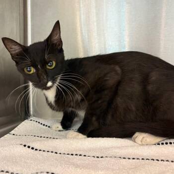 Lexi -  Domestic Short Hair Cat for Adoption in Englewood, Florida - Lexi | PetCurious