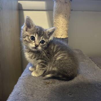 Pepper -  Domestic Short Hair Cat for Adoption in Springfield, Missouri - Pepper | PetCurious