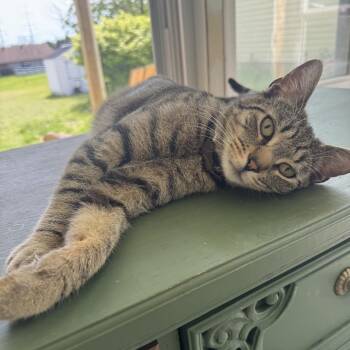 Fern (Courtesy Post) -  Domestic Short Hair Cat for Adoption in Oswego, New York - Fern (Courtesy Post) | PetCurious
