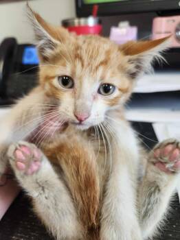 Rescue Domestic Short Hair Cats for Adoption in Republic, Missouri - Downing | PetCurious