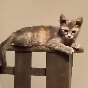 Artemis -  Domestic Short Hair Cat for Adoption in Springfield, Illinois - Artemis | PetCurious