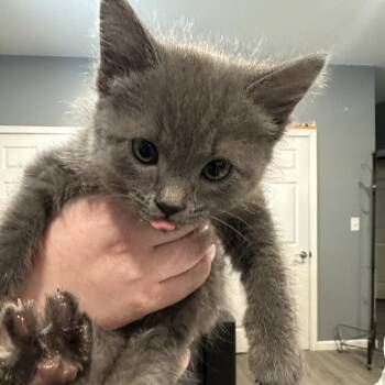 Domestic Short Hair Cats Available for Adoption - Apple Jacks | PetCurious