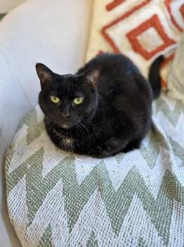 Domestic Short Hair Cats Available for Adoption - Harlow | PetCurious