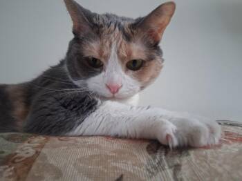 Cali (courtesy post) -  Calico Cat for Adoption in Avon, New York - Cali (courtesy Post) | PetCurious