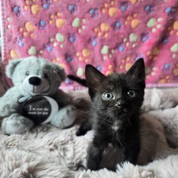 Chia -  Domestic Short Hair Cat for Adoption in Spokane, Washington - Chia | PetCurious