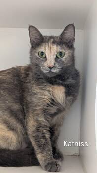 Katniss -  Domestic Short Hair Cat for Adoption in Flint, Michigan - Katniss | PetCurious