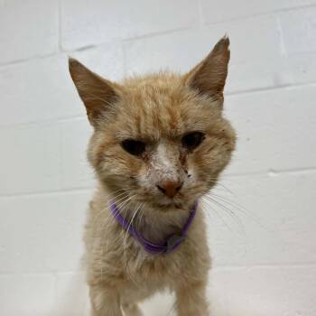 Arthur -  Domestic Short Hair Cat for Adoption in Lyndhurst, Virginia - Arthur | PetCurious