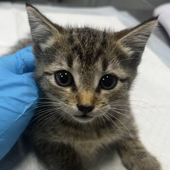 Ziggy -  Domestic Short Hair Cat for Adoption in Summerville, South Carolina - Ziggy | PetCurious