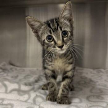 Rodney -  Domestic Short Hair Cat for Adoption in Bentonville, Arkansas - Rodney | PetCurious
