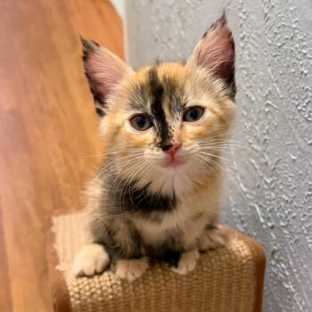 Christina -  Domestic Short Hair Cat for Adoption in Woodinville, Washington - Christina | PetCurious