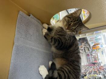 Rescue Domestic Short Hair Cats for Adoption in Worcester, Massachusetts - Olivia | PetCurious