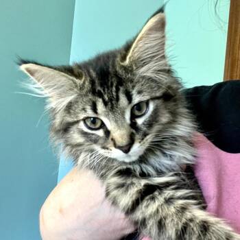 Dumbbell -  Domestic Long Hair Cat for Adoption in Delaware, Ohio - Dumbbell | PetCurious