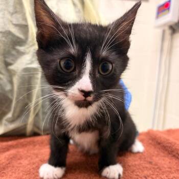 Plum -  Domestic Short Hair Cat for Adoption in Murray, Utah - Plum | PetCurious