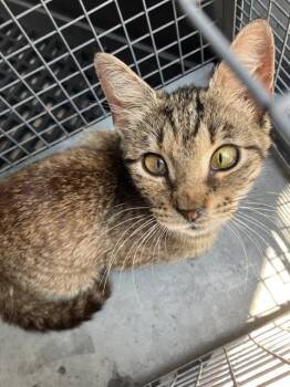 GEOGIA -  Domestic Short Hair Cat for Adoption in Dallas, Texas - GEOGIA | PetCurious