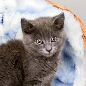 Sparrow (W/ Finch) -  Domestic Medium Hair and Domestic Short Hair Cat for Adoption in Camano, Washington - Sparrow (W/ Finch) | PetCurious