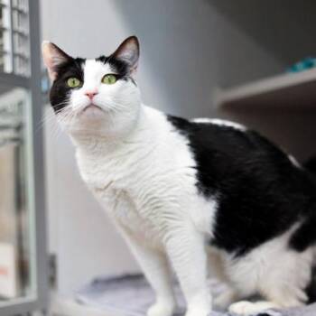 Domestic Short Hair Cats Available for Adoption in Atlanta, Georgia - Oreo Kitty | PetCurious